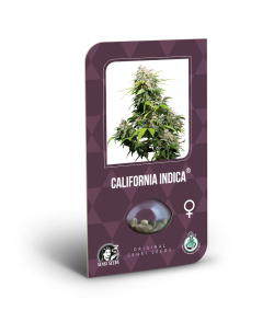 Imagen secundaria del producto California Indica Feminizada