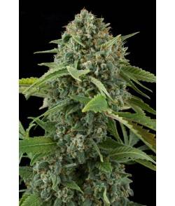 Imagen secundaria del producto White Siberian Feminizada