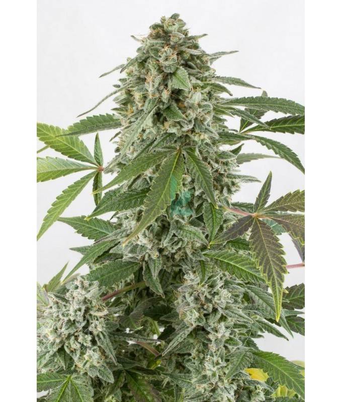 Imagen principal del producto White Siberian Feminizada