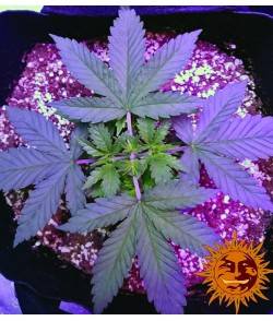 Imagen secundaria del producto Pineapple Chunk Feminizada