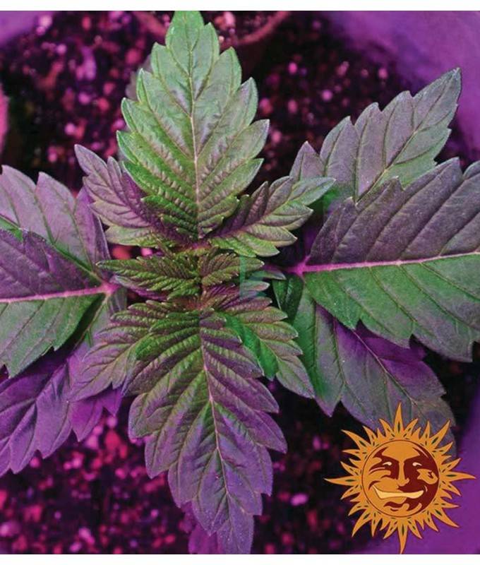 Pineapple Express Auto™ Info, semillas y experiencias