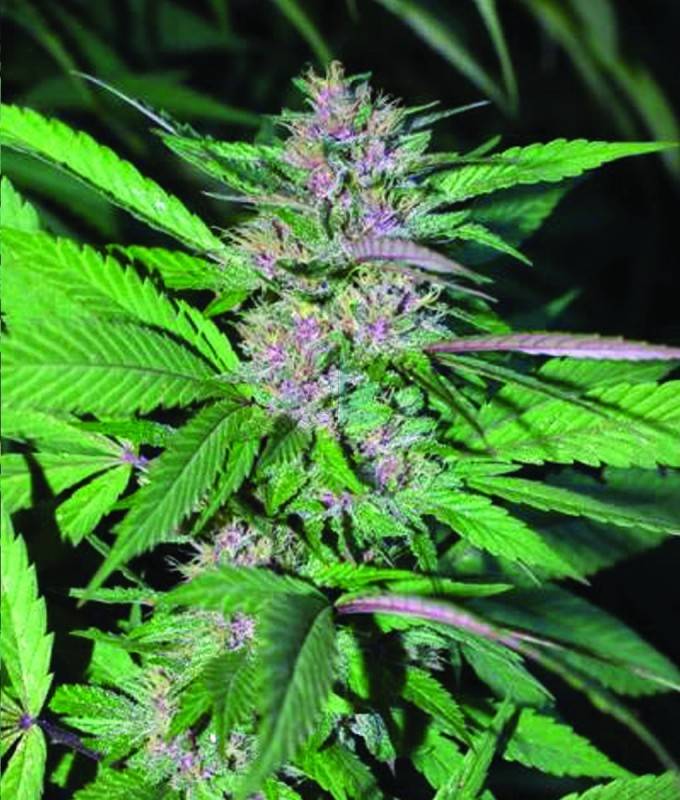 Imagen principal del producto Pakistan Chitral Kush Feminizada