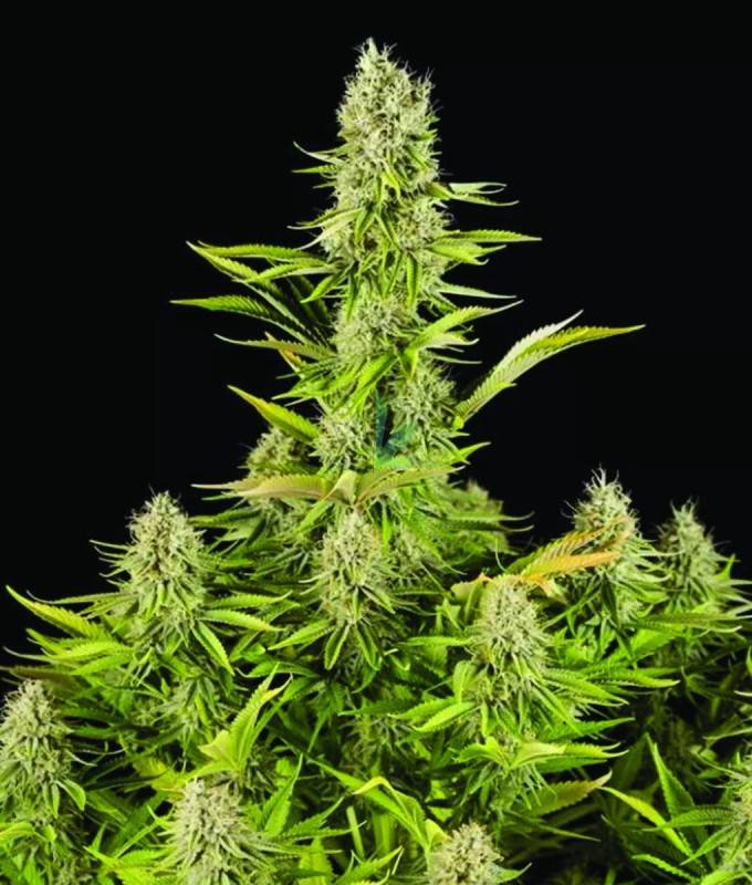 Amnesia Kush - Cannabis Info, venta y experiencias | Ecomaria