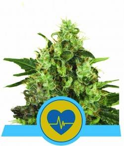 Imagen secundaria del producto Medical Mass CBD Feminizada