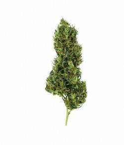 Imagen secundaria del producto Painkiller XL CBD Feminizada