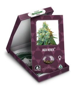 Imagen secundaria del producto Jack Herer Feminizada