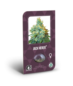 Imagen secundaria del producto Jack Herer Feminizada