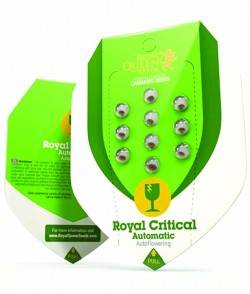 Imagen secundaria del producto Royal Critical Automatic 