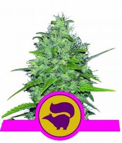 Imagen secundaria del producto Skunk XL Feminizada