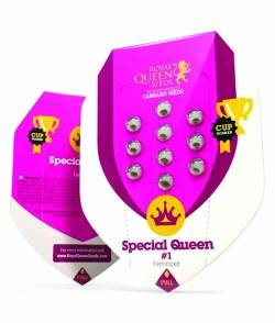 Imagen secundaria del producto Special Queen 1 