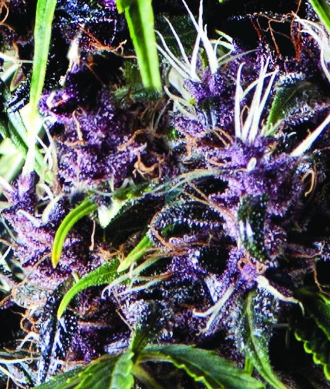 Imagen principal del producto Purple Auto