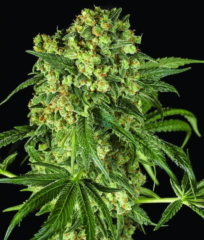 Imagen principal del producto Big Kush Feminizada