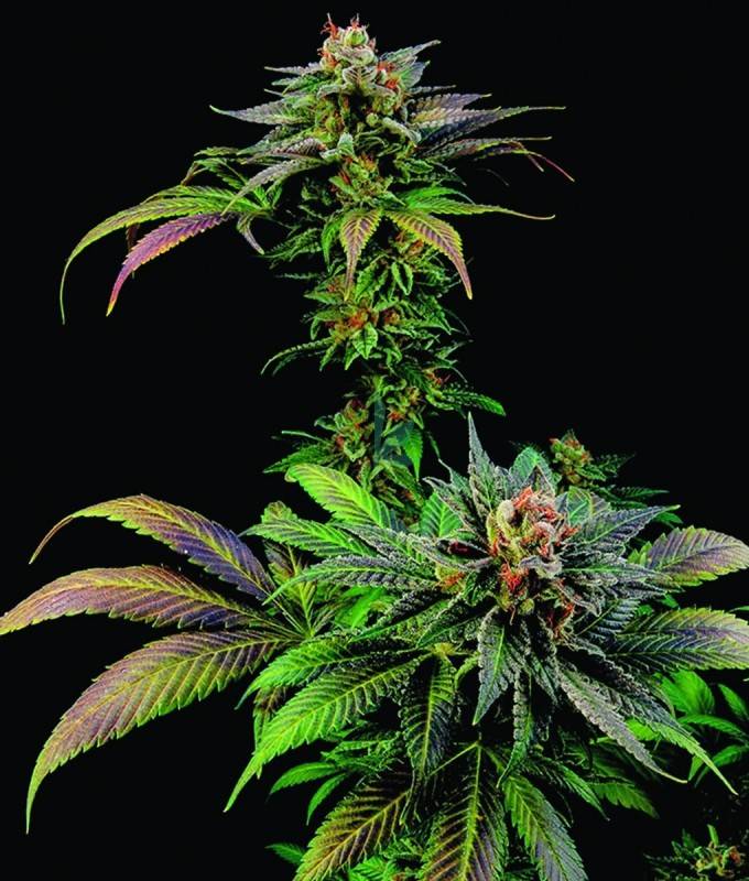 Imagen principal del producto Blue Widow Feminizada