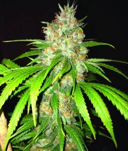 Imagen secundaria del producto Blue Widow Feminizada