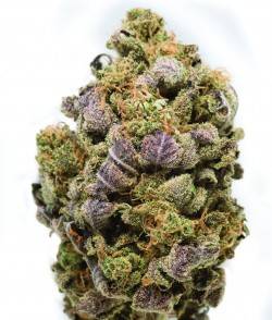 Imagen secundaria del producto Blue Widow Feminizada