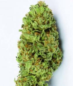 Imagen secundaria del producto Bubba Kush Autofloreciente