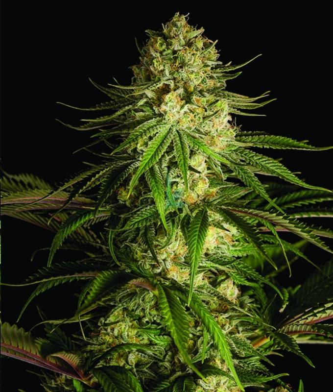 Imagen principal del producto Critical Kush Feminizada