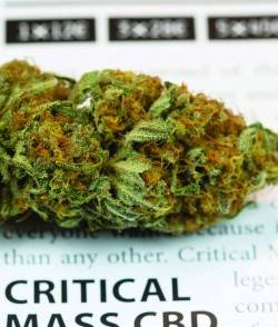 Imagen secundaria del producto Critical Mass CBD Feminizada