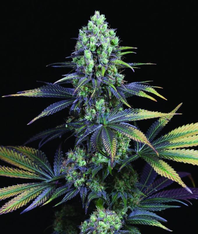 Imagen principal del producto Dinamed CBD Feminizada