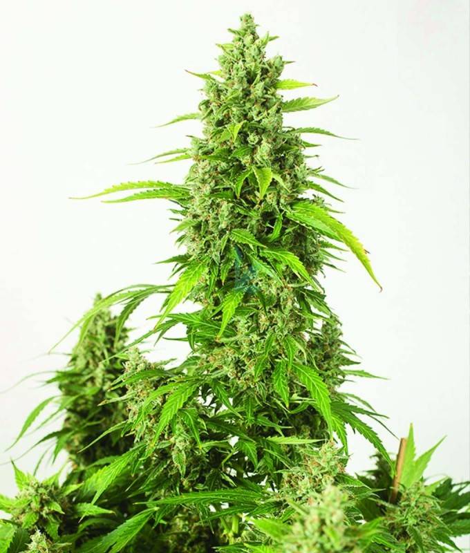 Imagen principal del producto Haze XXL Autofloreciente