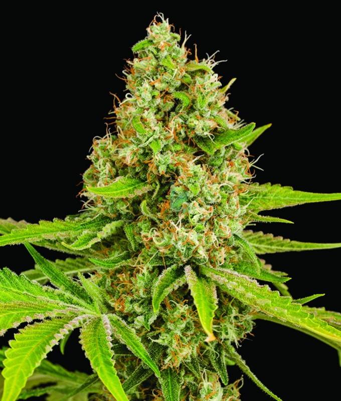 Imagen principal del producto OG Kush Feminizada