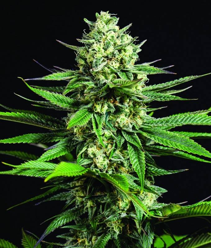 Imagen principal del producto OG Kush CBD Feminizada