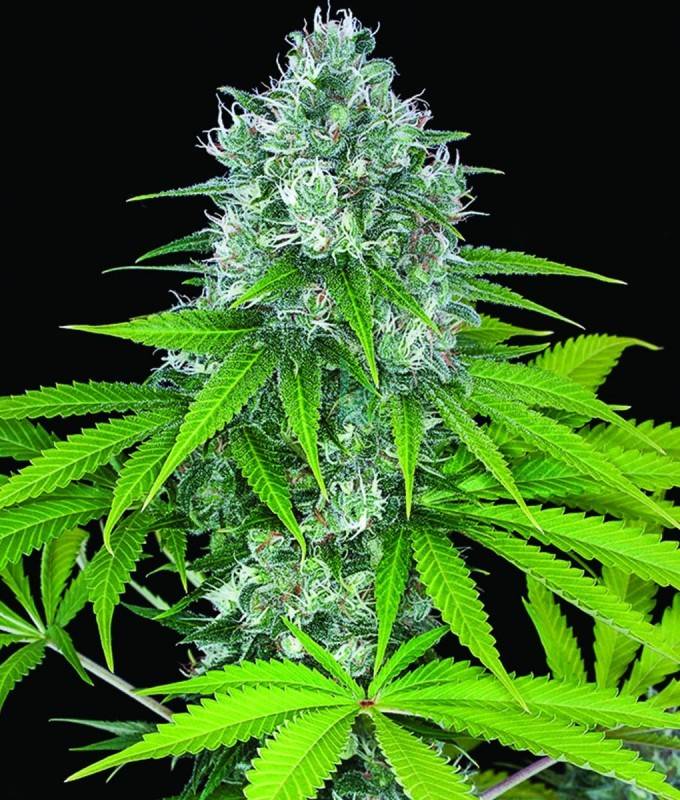 Imagen principal del producto Power Kush Feminizada