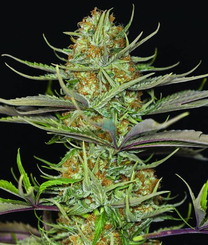 Imagen principal del producto Sweet Grapefruit Feminizada