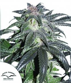 Imagen secundaria del producto Bubba Island Kush Feminizada