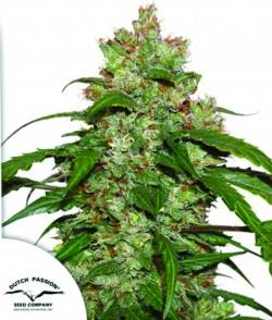 Imagen secundaria del producto CBD White Widow Autofloreciente