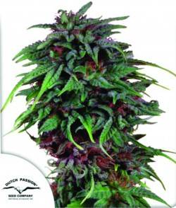 Imagen secundaria del producto Durban Poison Feminizada