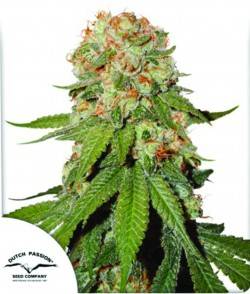 Imagen secundaria del producto Orange Bud Feminizada