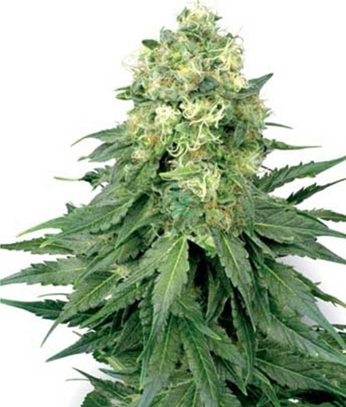 Imagen principal del producto White Widow Feminizada