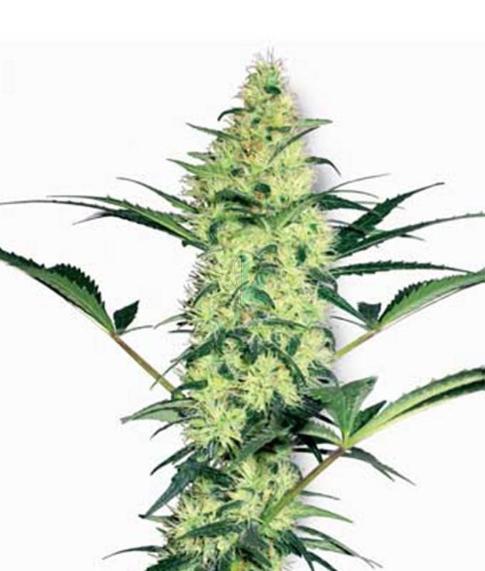 Imagen principal del producto White Diesel Feminizada