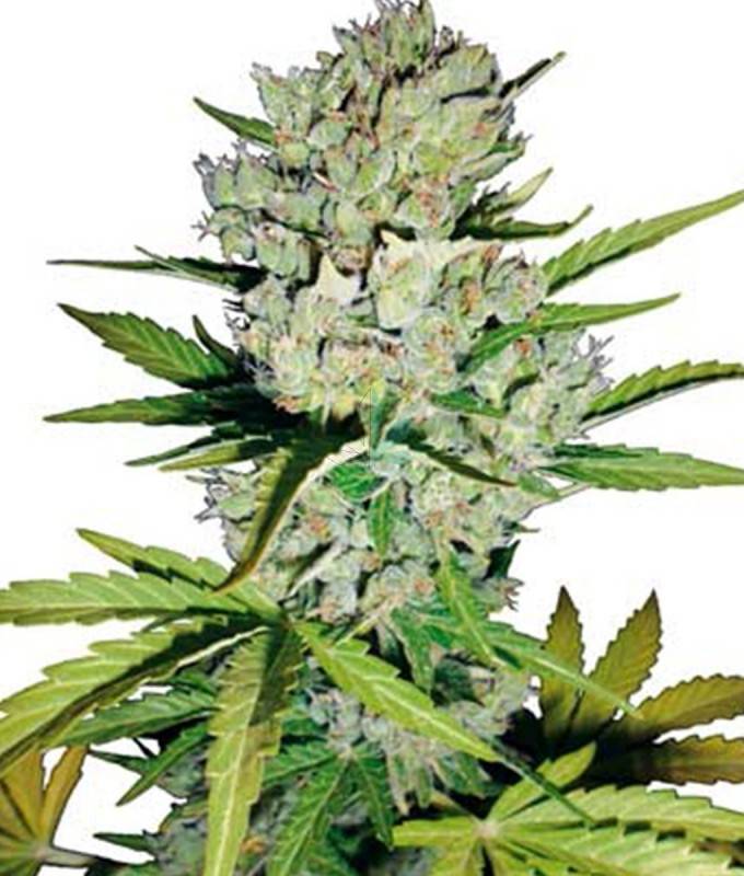 Imagen principal del producto Super Skunk Autofloreciente