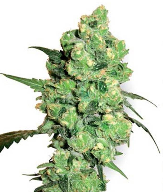 Imagen principal del producto Super Skunk Feminizada