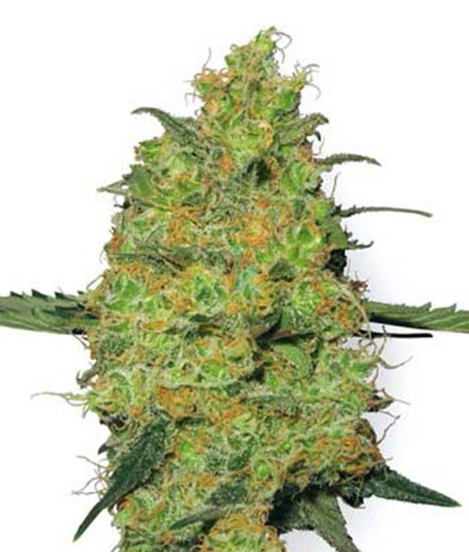 Imagen principal del producto Master Kush Feminizada