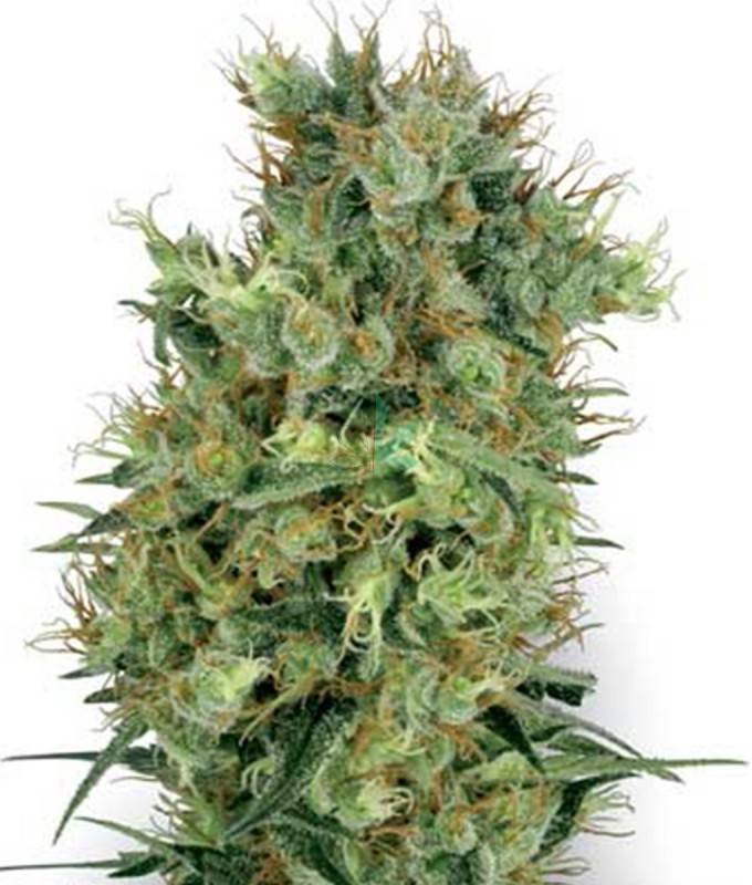 Imagen principal del producto Californian Orange Bud Feminizada