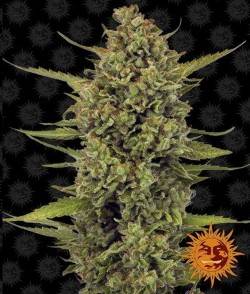 Imagen secundaria del producto Acapulco Gold Feminizada