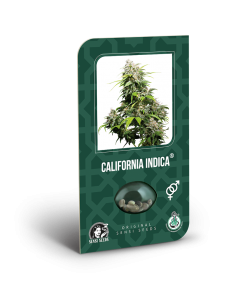 Imagen secundaria del producto California Indica Feminizada