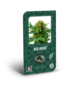 Imagen secundaria del producto Jack Herer Feminizada