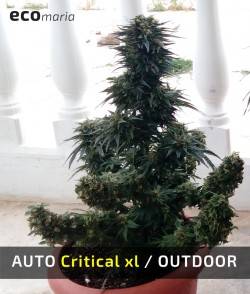 Imagen secundaria del producto Auto Critical XL 