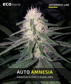 Auto Amnesia  - Semillas...