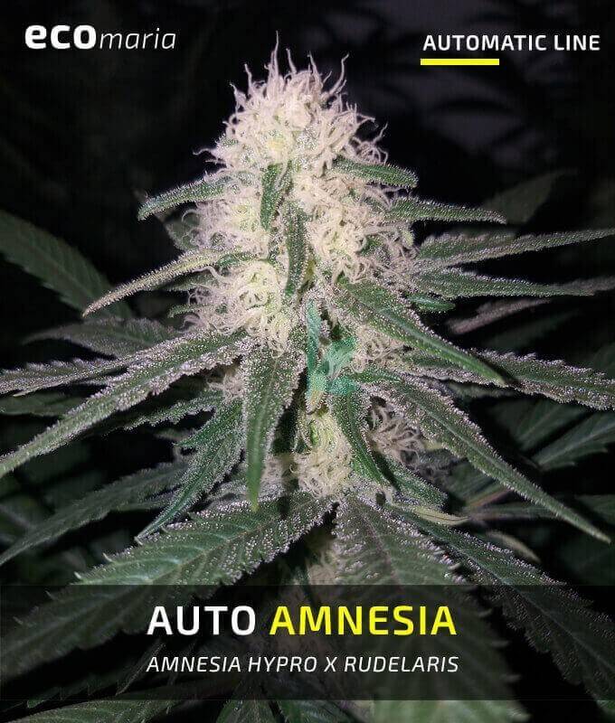 Imagen principal del producto Auto Amnesia  