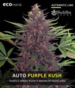 Imagen secundaria del producto Buddha Purple Kush Autofloreciente