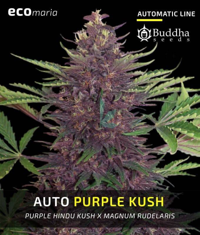 Imagen principal del producto Buddha Purple Kush Autofloreciente