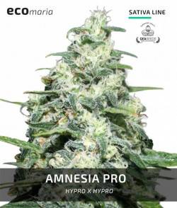 Amnesia Pro -...