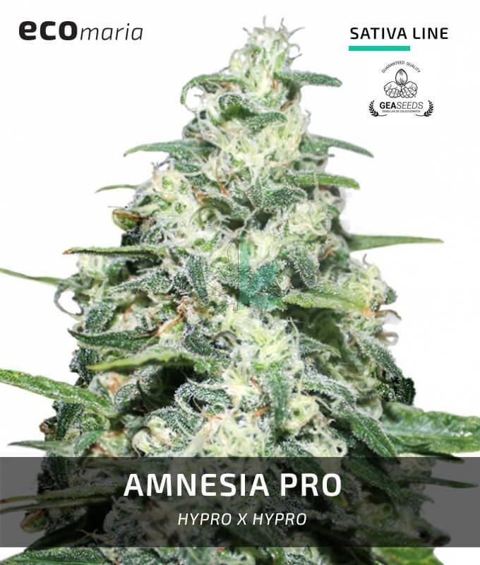 Imagen principal del producto Amnesia Pro 