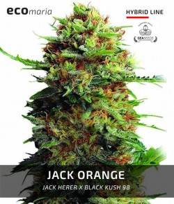 Imagen secundaria del producto Jack Orange 
