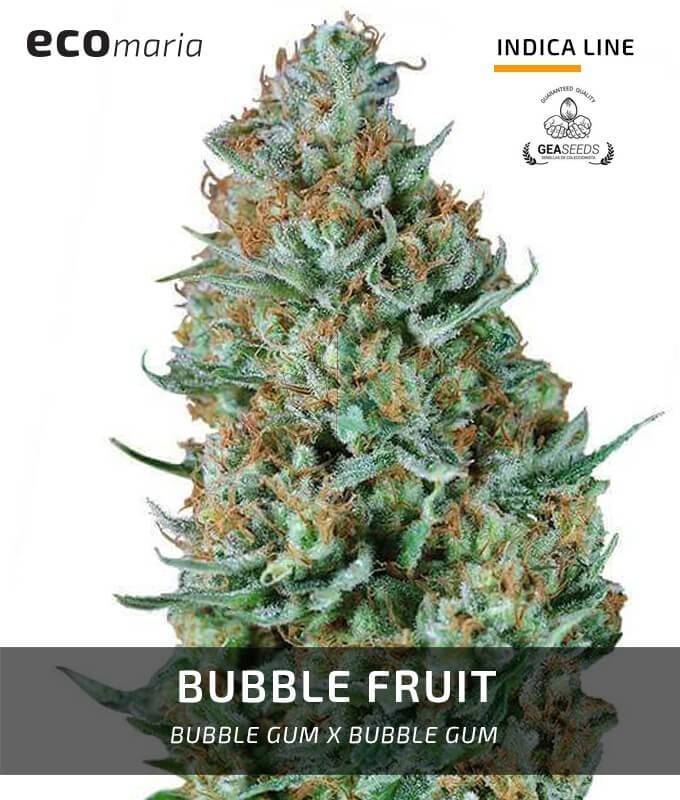 Imagen principal del producto Bubble Fruit 